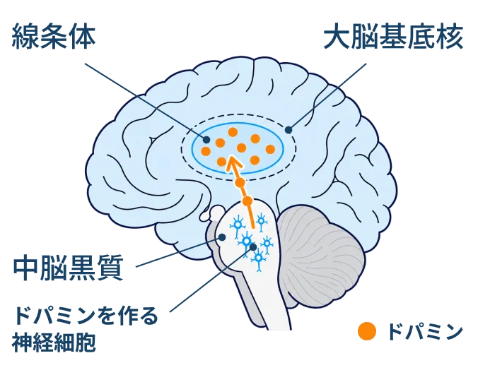 正常な脳の模式図。中脳黒質のドパミンを作る神経細胞から、線条体（大脳基底核の一部）へ多くのドパミンが送られている。